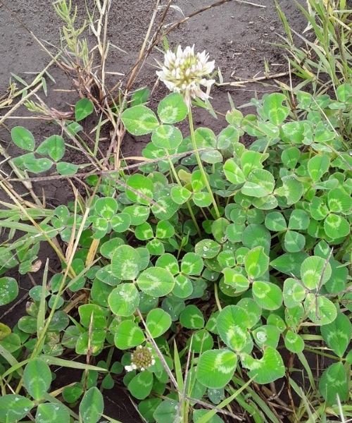 Strong Grain Manufacturing